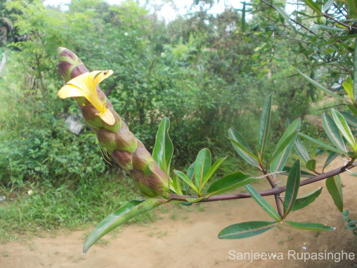 Barleria lupulina Lindl.